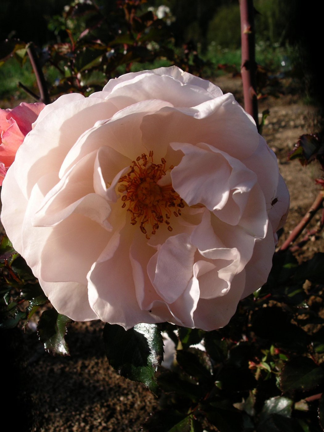 Rosa hybridus  cv. Micol Fontana