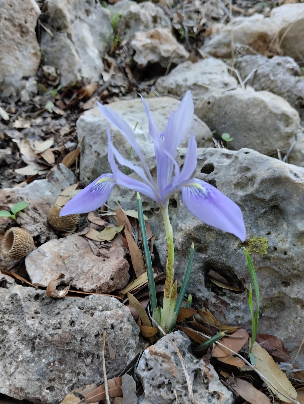 Iridodictyum vartanii (Foster) Rodion.