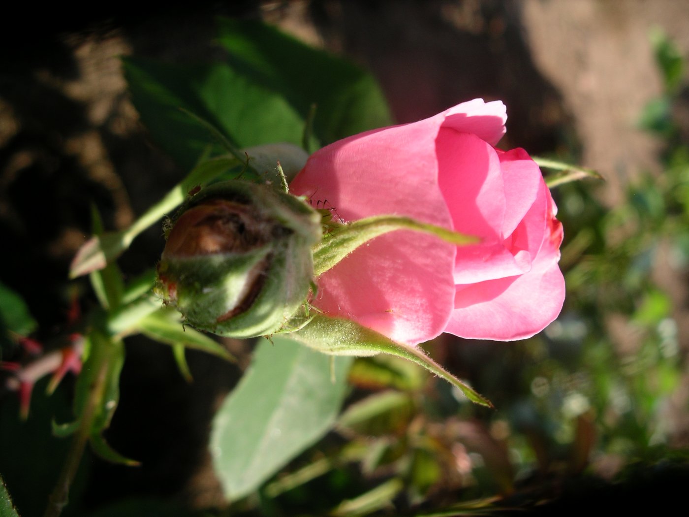 Rosa hybridus  cv. Gertrude Jekyll