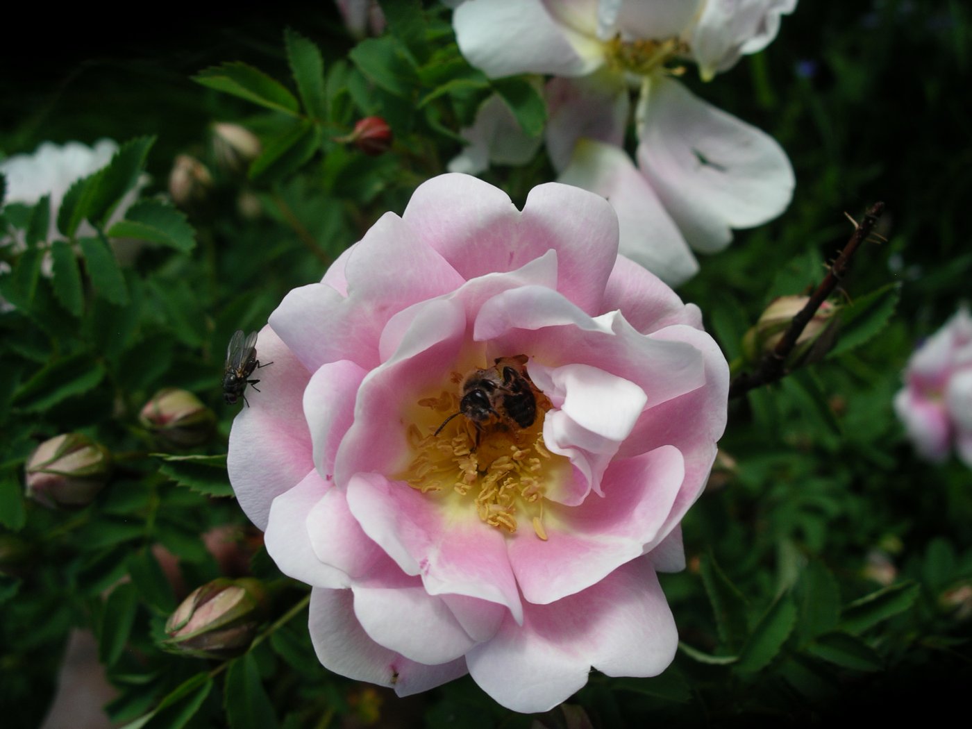 Rosa spinosissima  cv. Juhannusmorsian