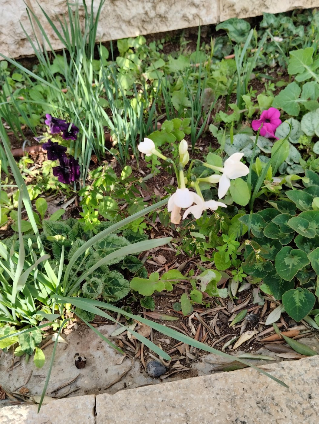 Narcissus papyraceus Ker Gawl.