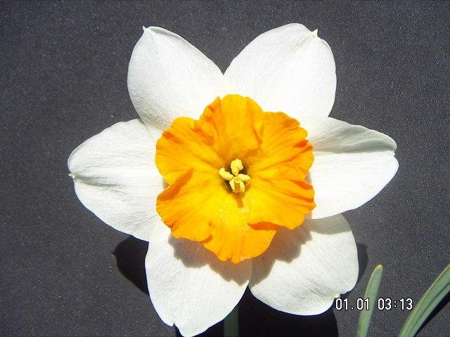 Narcissus hybridus  cv. Dick Wellband