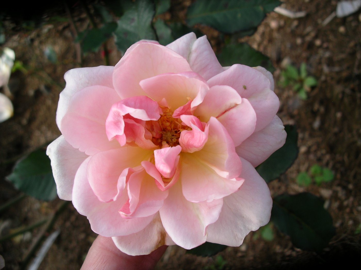 Rosa hybridus  cv. Felicia