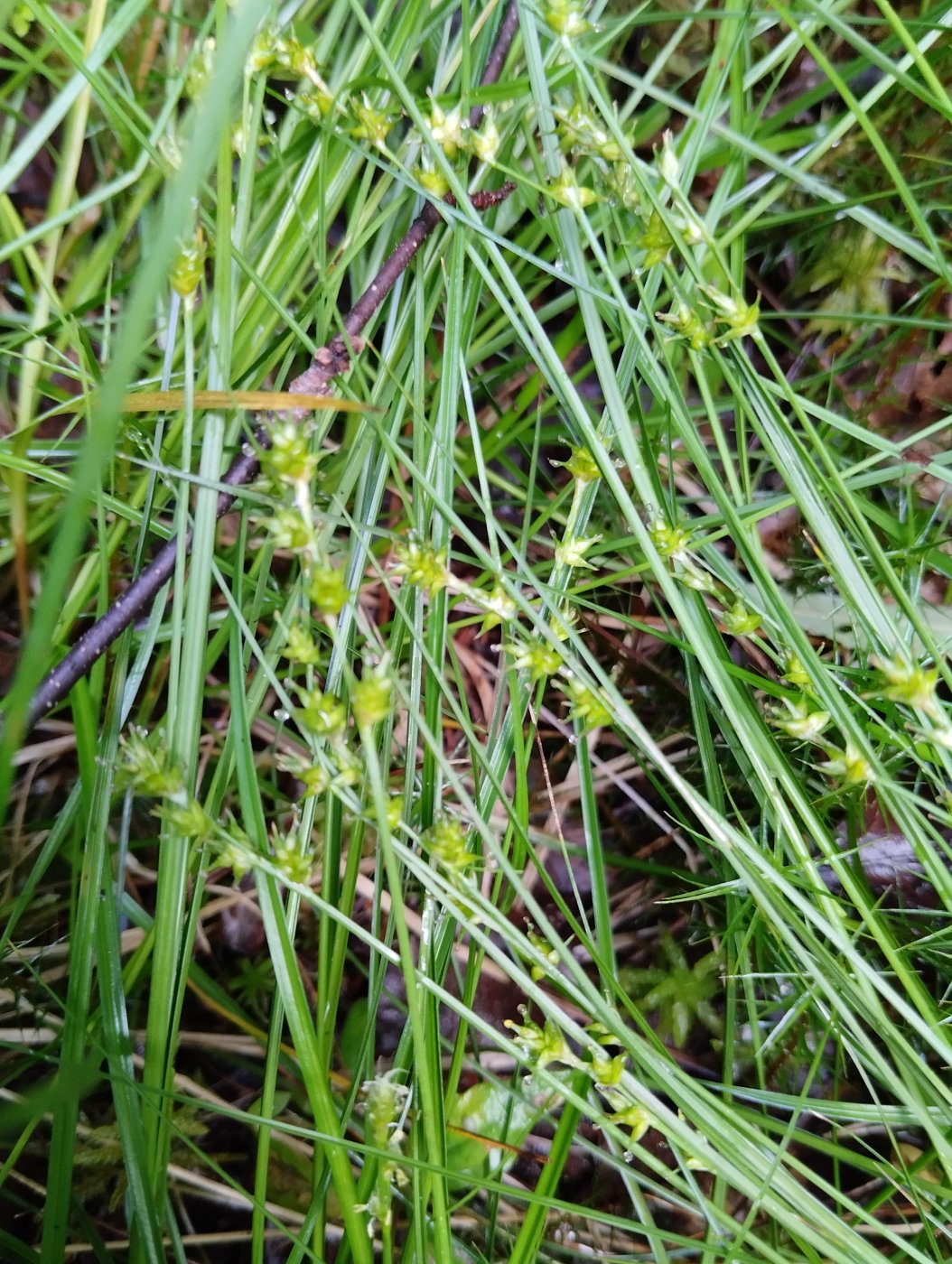 Carex echinata Murr.