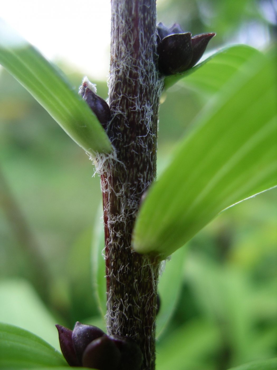 Lilium Hybridus  cv. Аэлита