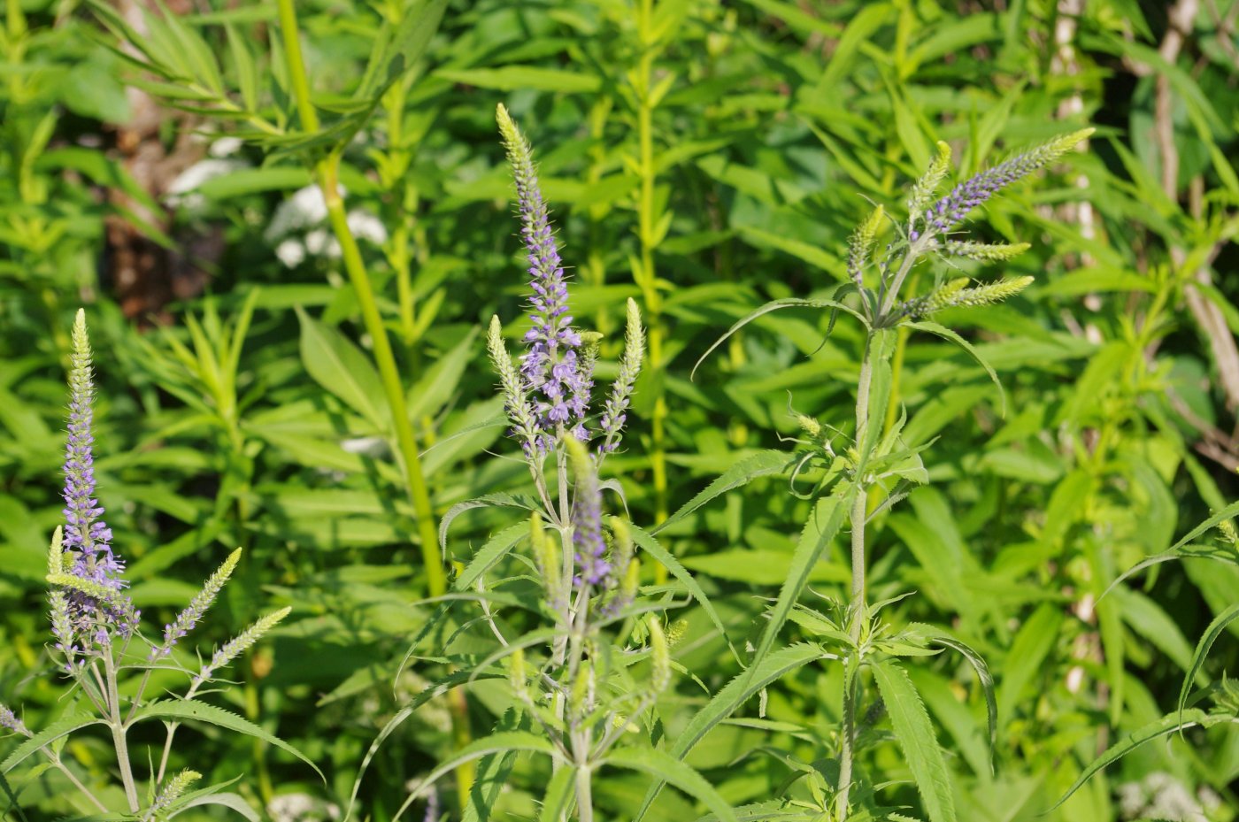 Veronica longifolia