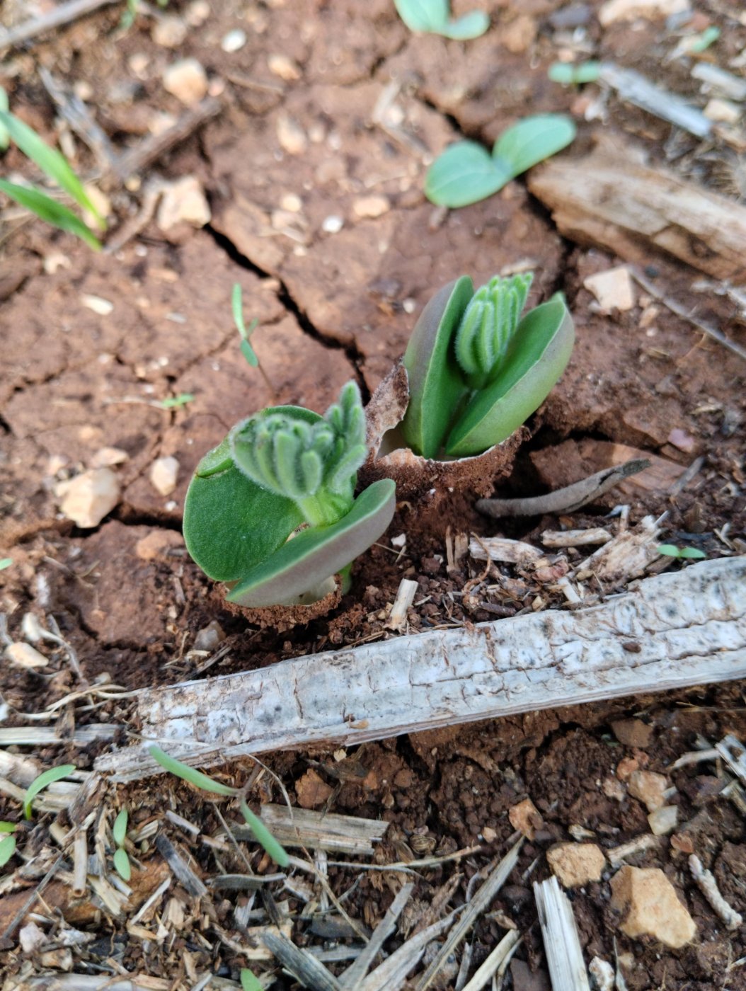 Lupinus pilosus L.
