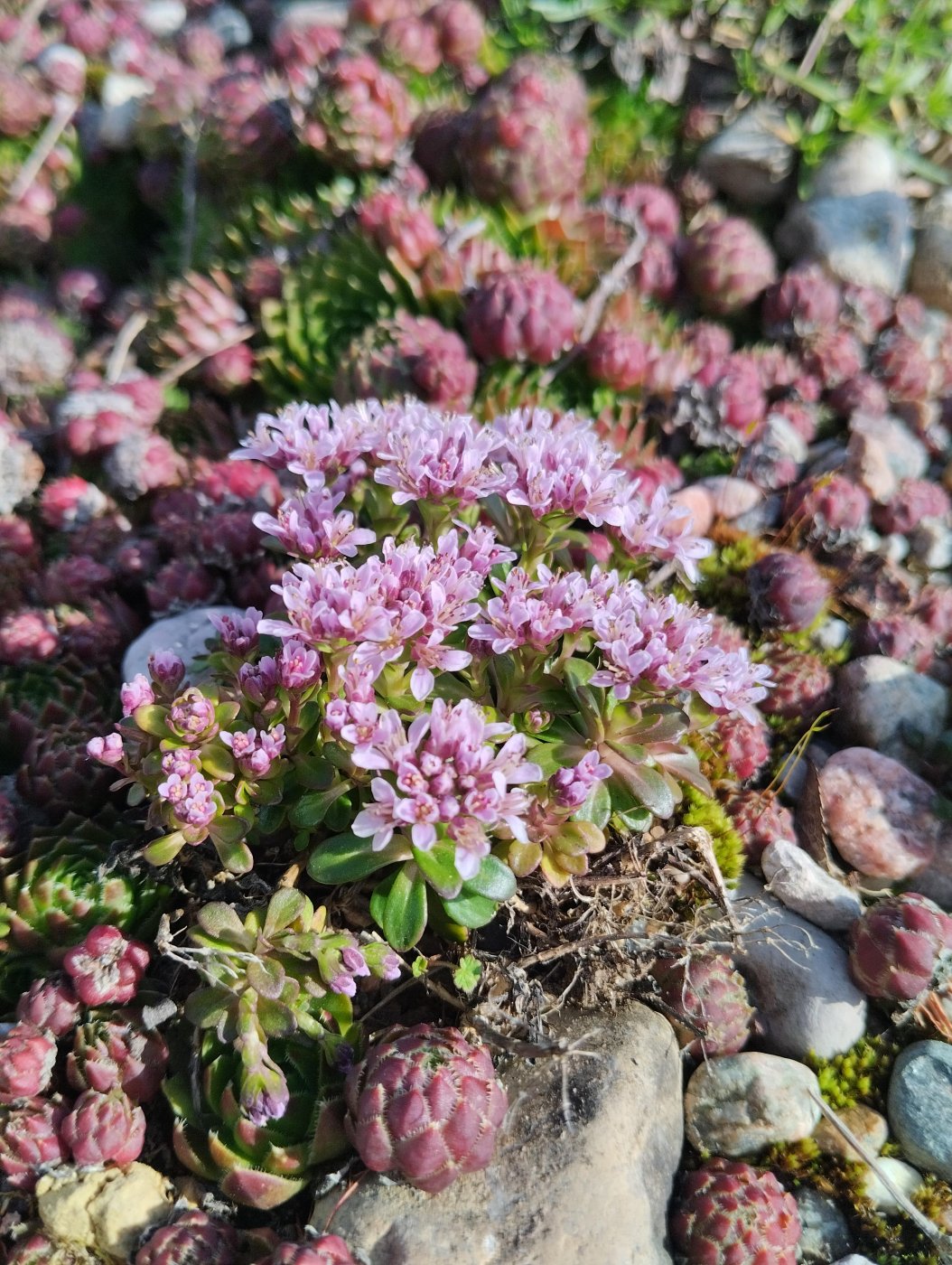 Thlaspi stylosum (Ten.) Mutel.