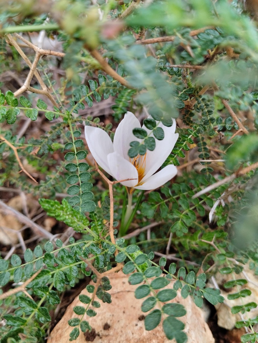Crocus Aleppicus 