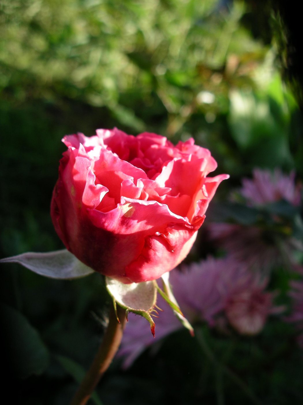 Rosa hybridus  cv. James Galway