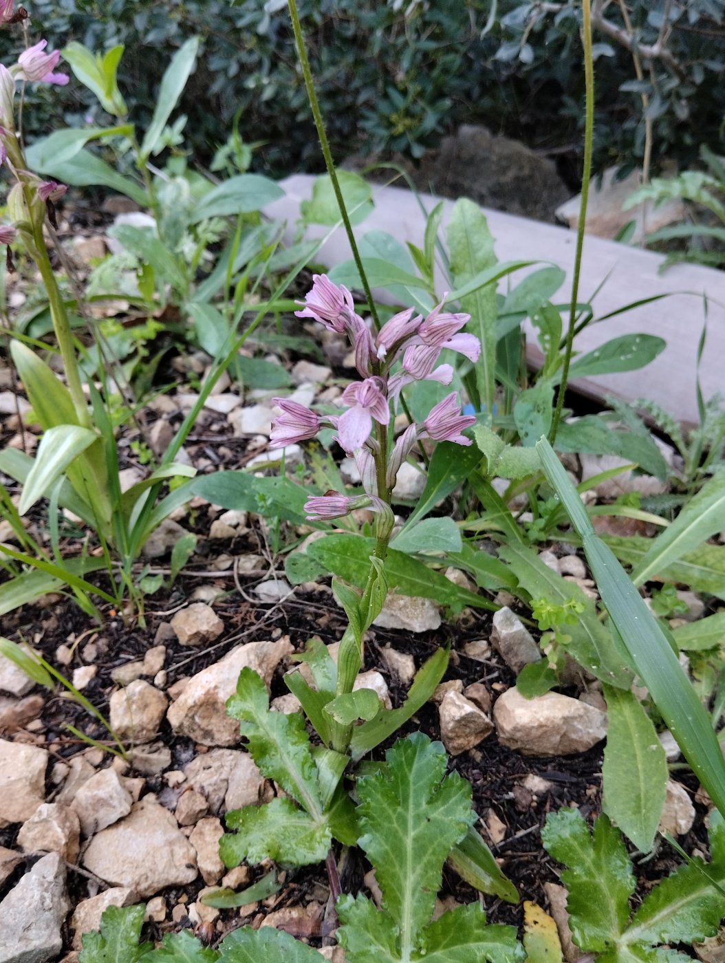 Anacamptis papilionacea 