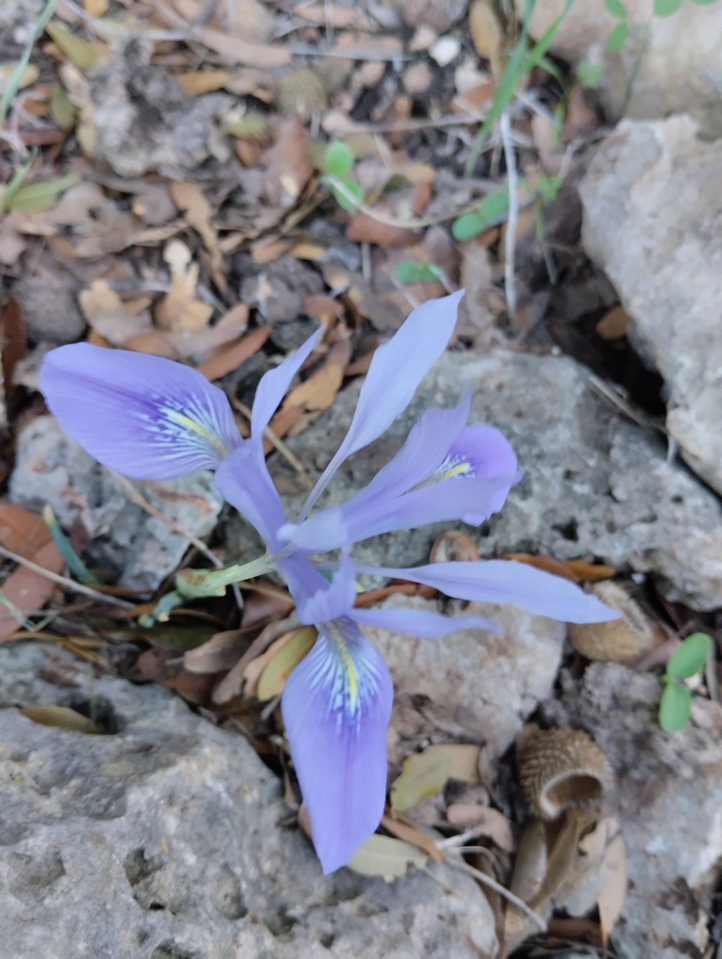 Iridodictyum vartanii (Foster) Rodion.