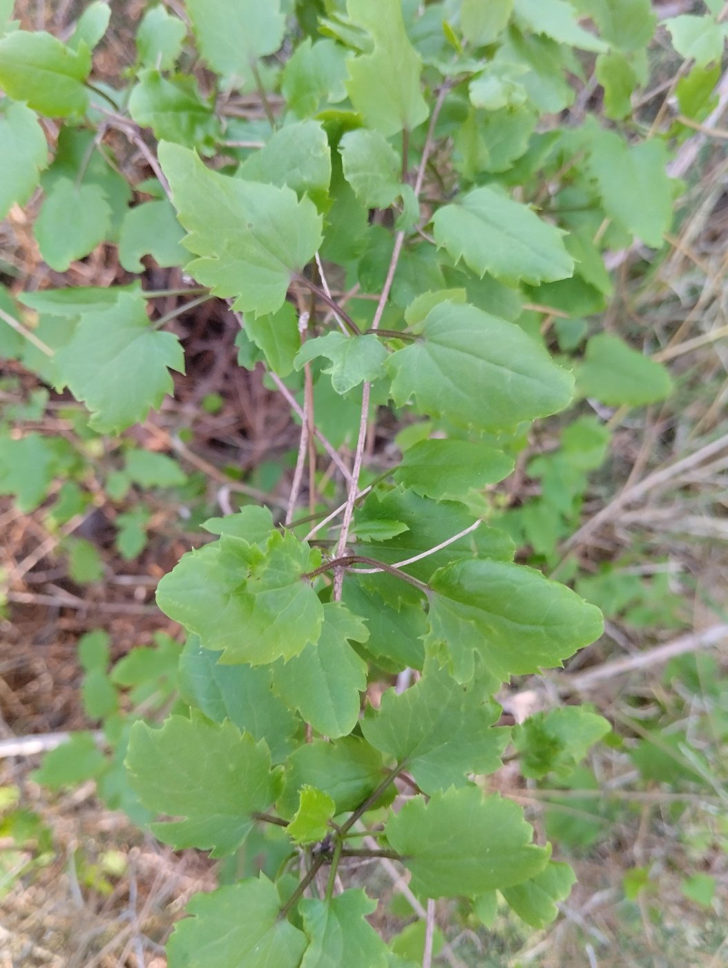 Clematis cirrhosa L.