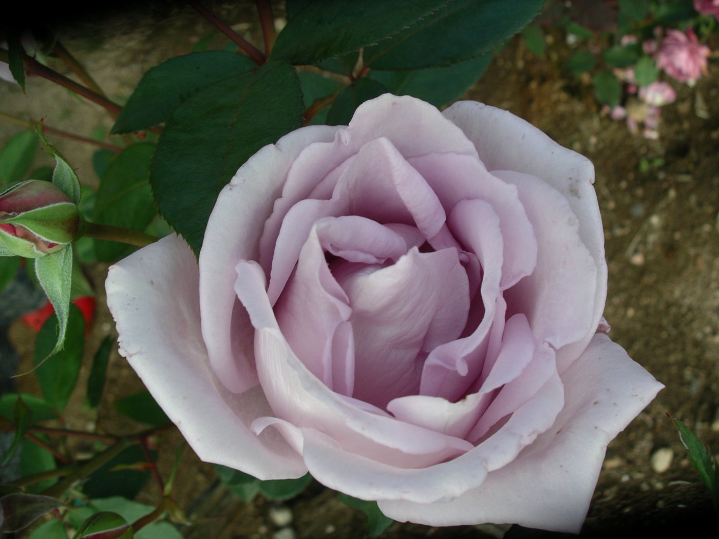 Rosa hybridus  cv. Mainzer Fastnacht
