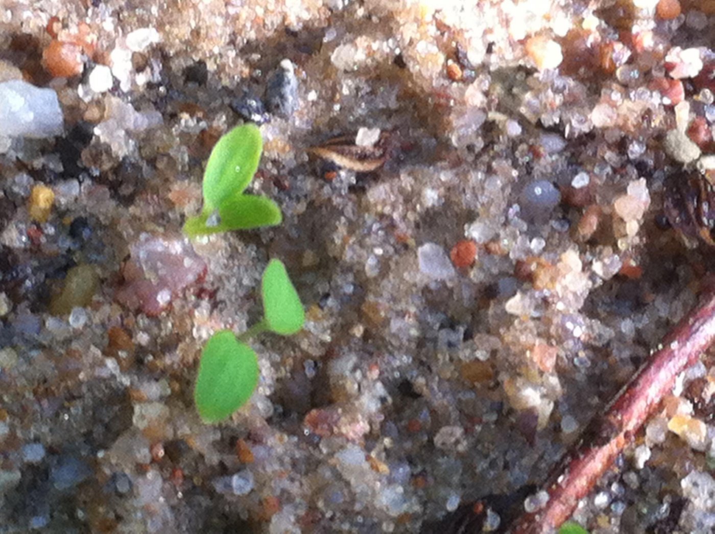 Thalictrum delavayii