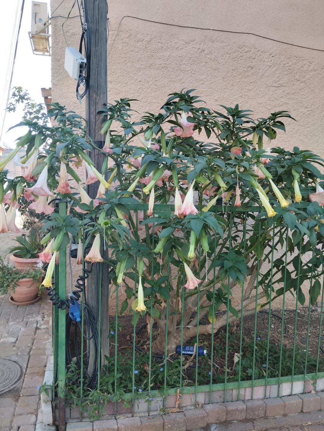 Brugmansia arborea (L.) Sweet