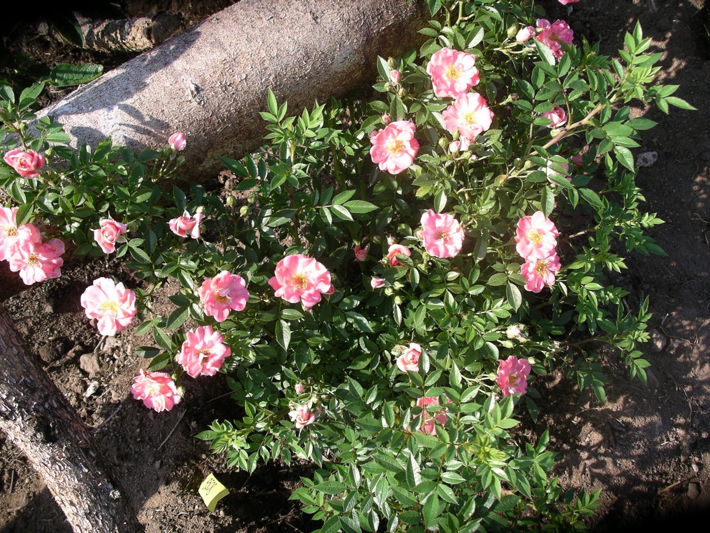 Rosa hybridus  cv. Ferdy