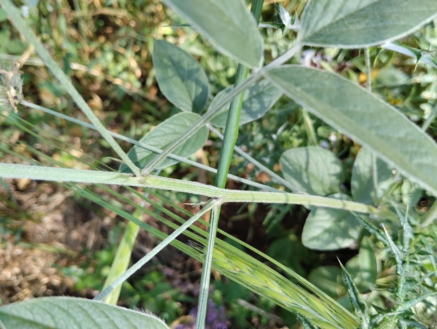 Bituminaria bituminosa 