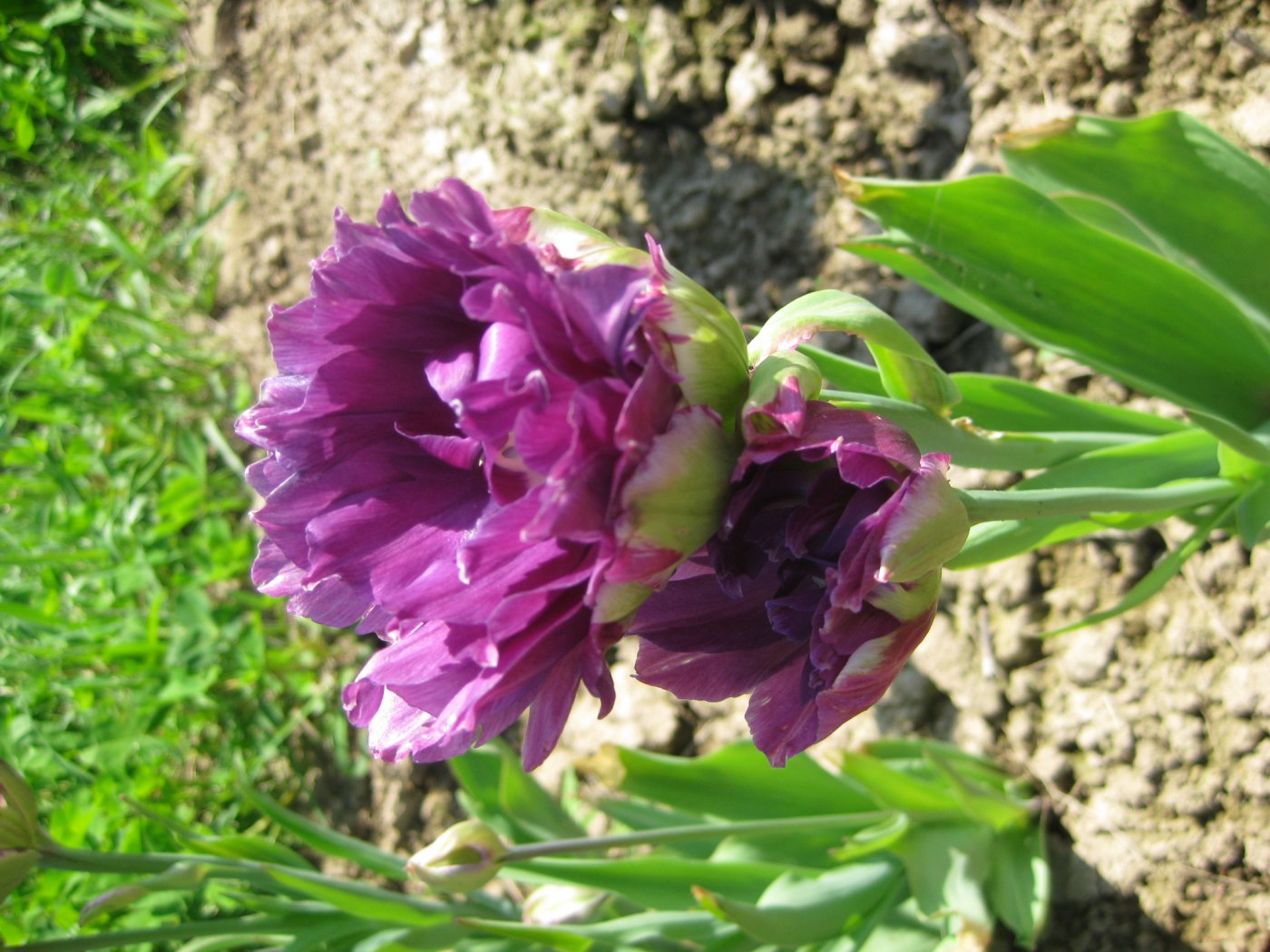 Tulipa hibrida  cv. Exquisit