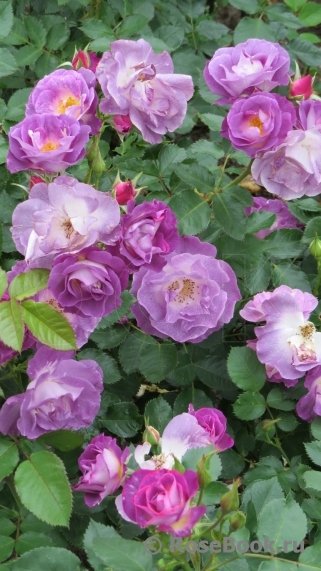 Rosa hybridus  cv. Blue for you