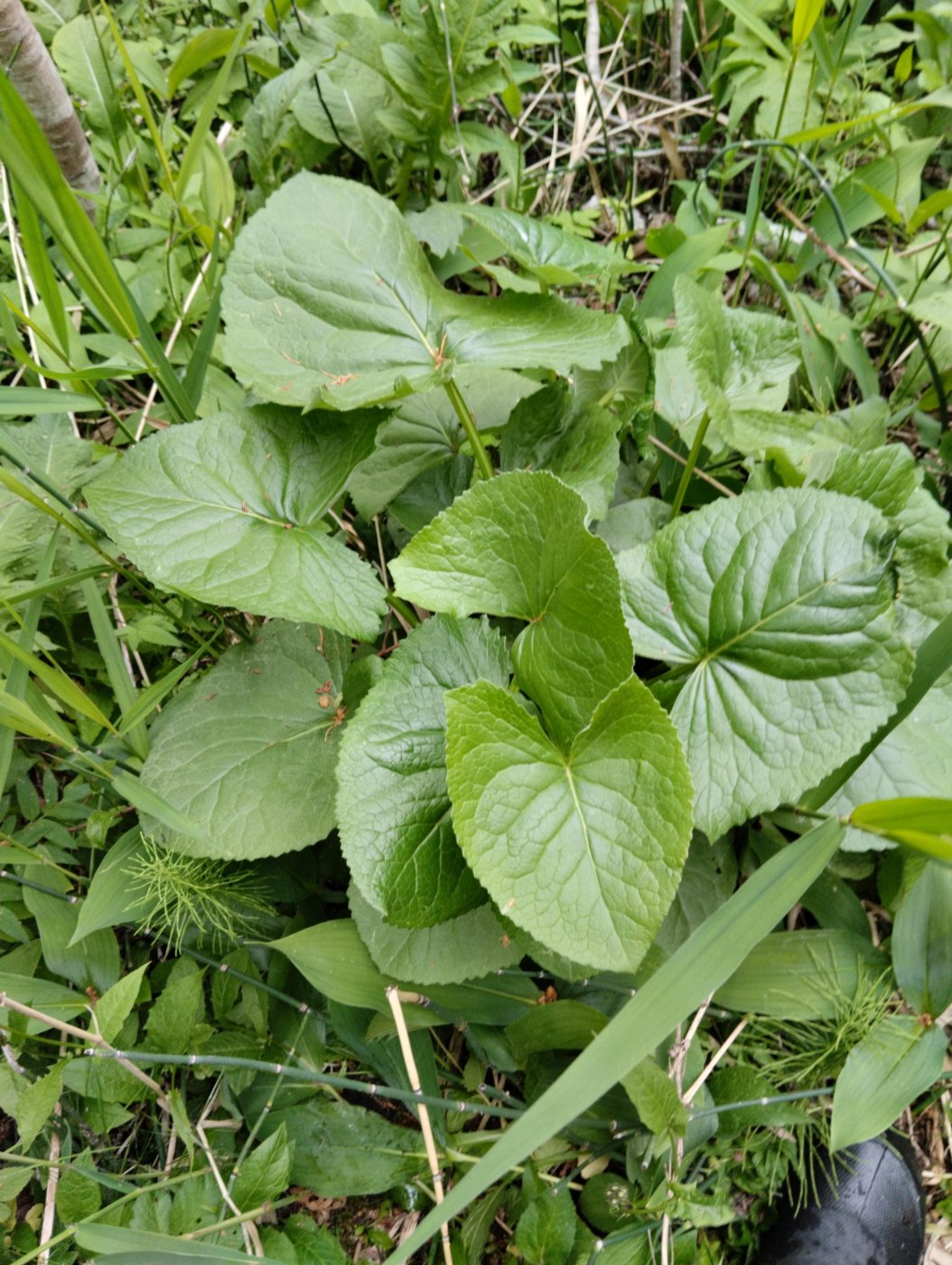 Ligularia sibirica (L.) Cass.