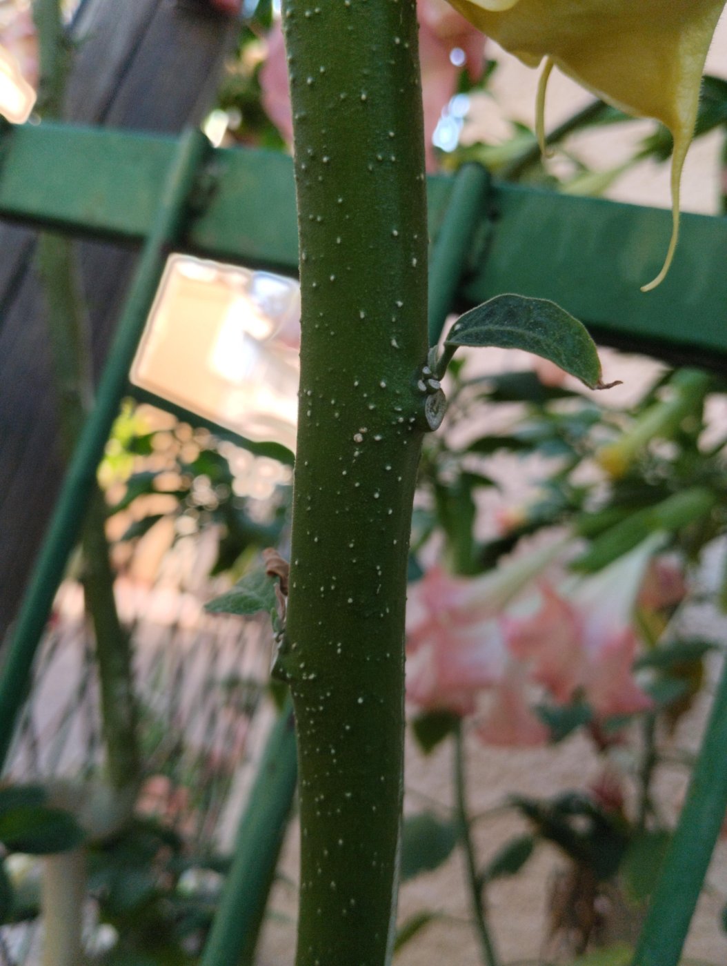 Brugmansia arborea (L.) Sweet