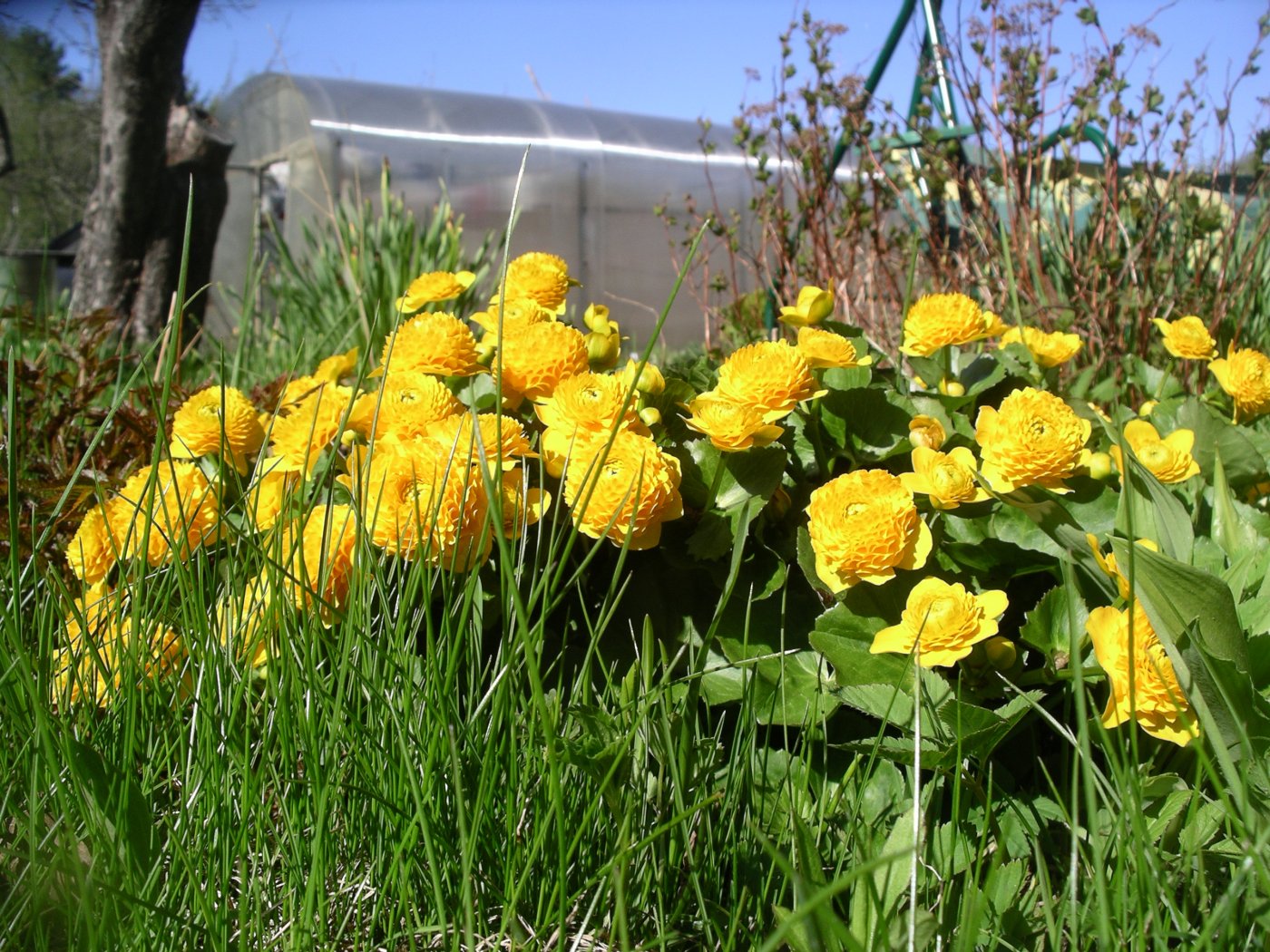 Калужница махровая фото цветов в саду