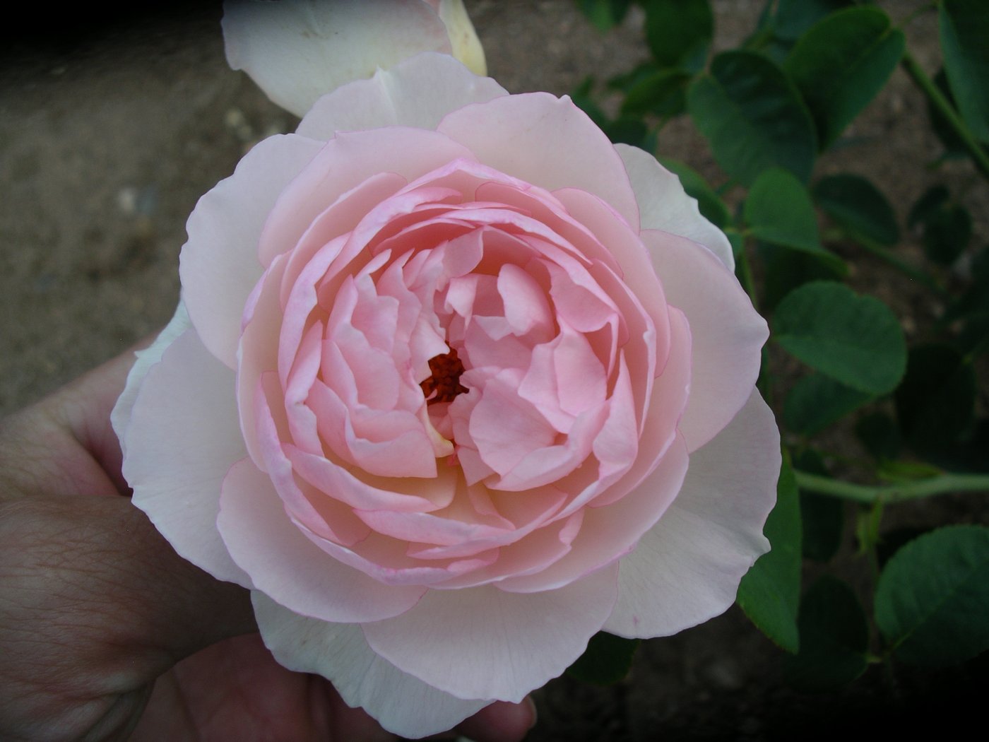 Rosa hybridus  cv. Gentle Hermione