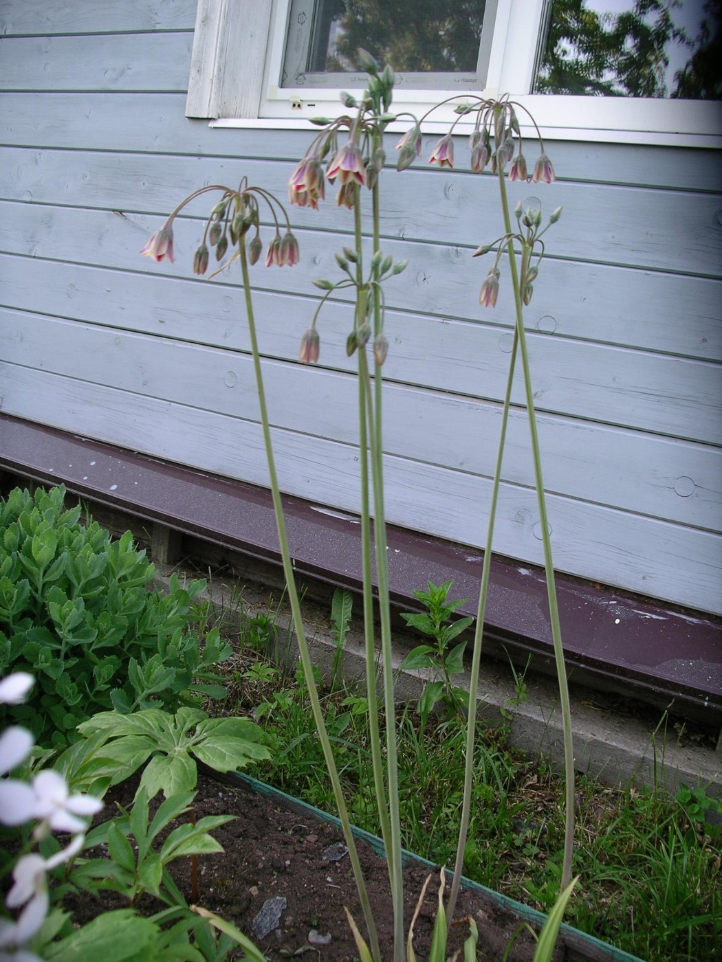 Nectaroscordum bulgaricum 