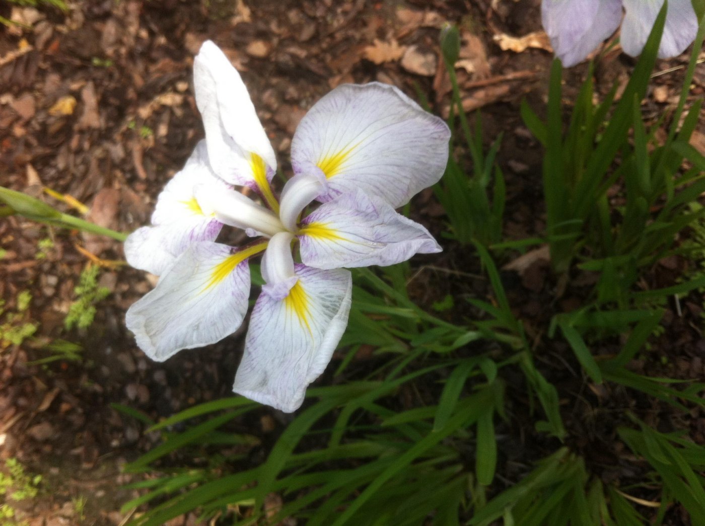 Iris ensata Thunb. cv. Верхне-обский