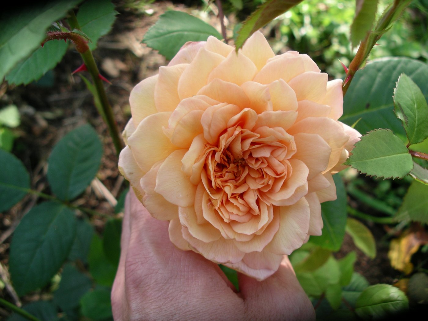 Rosa hybridus  cv. Grace