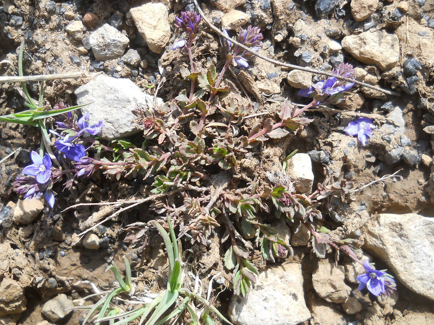 Veronica aff. prostrata 9628f749524103f0ae6beb158426fcdb.jpeg