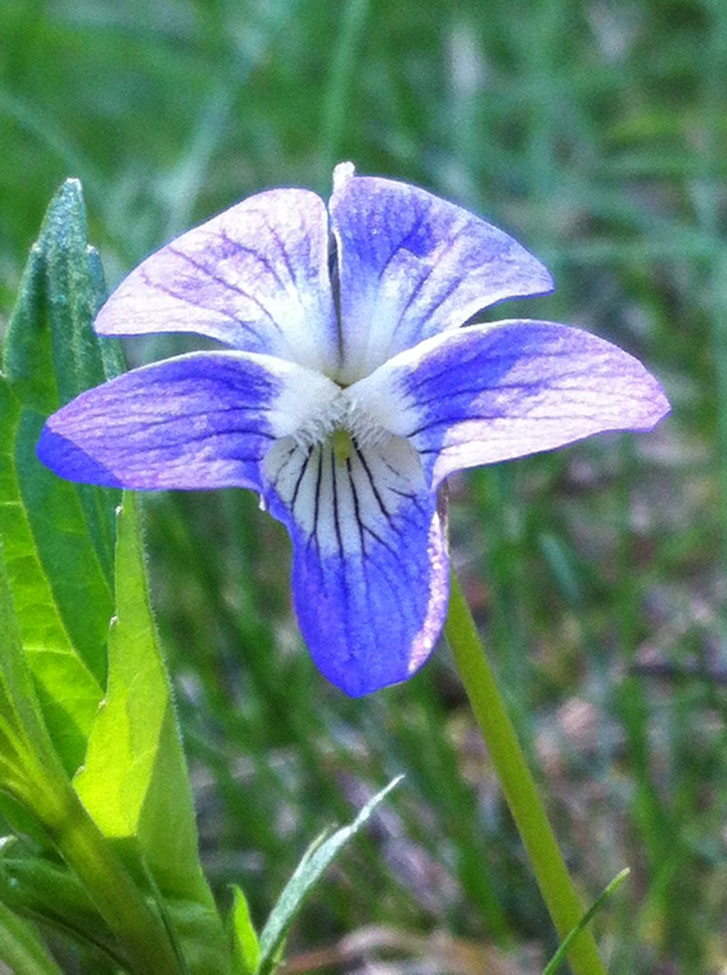 Viola canina L.