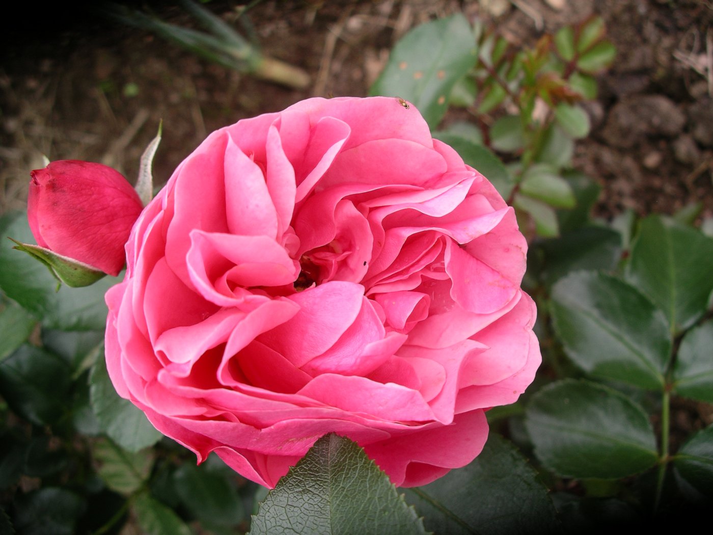 Rosa hybridus  cv. Leonardo da Vinci
