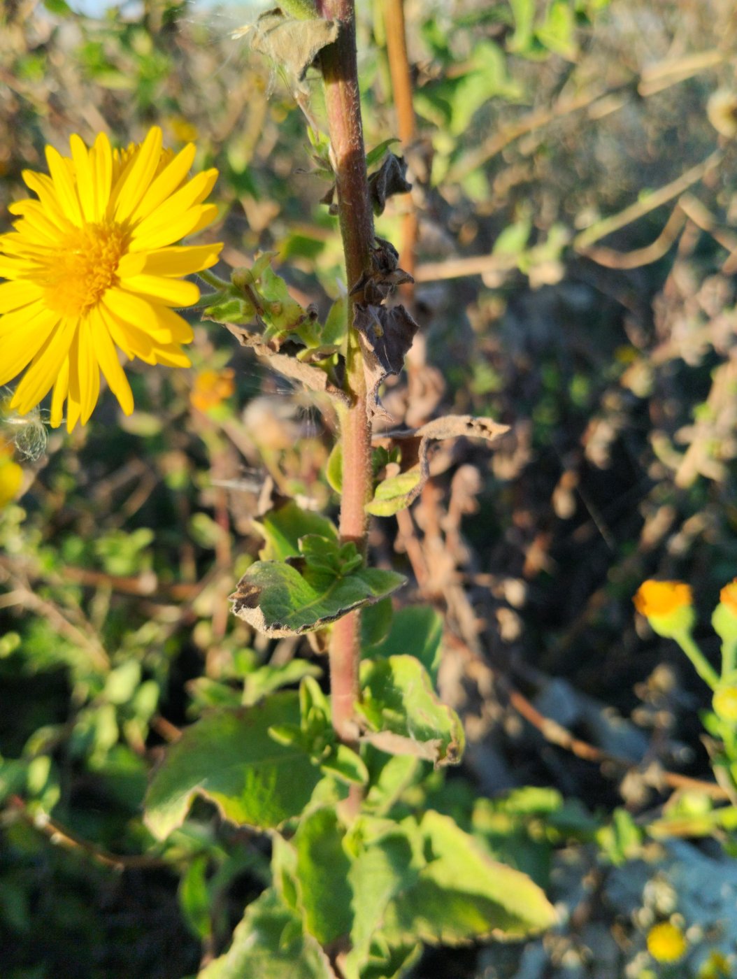 Heterotheca subaxillaris (Lam.) Britton et Rusby