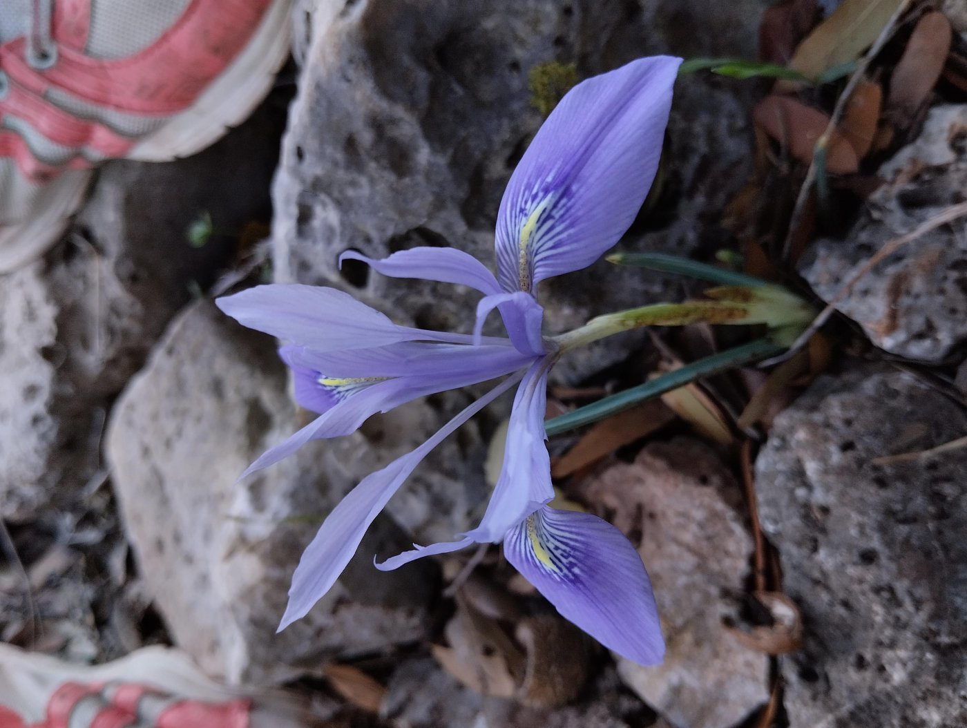 Iridodictyum vartanii (Foster) Rodion.
