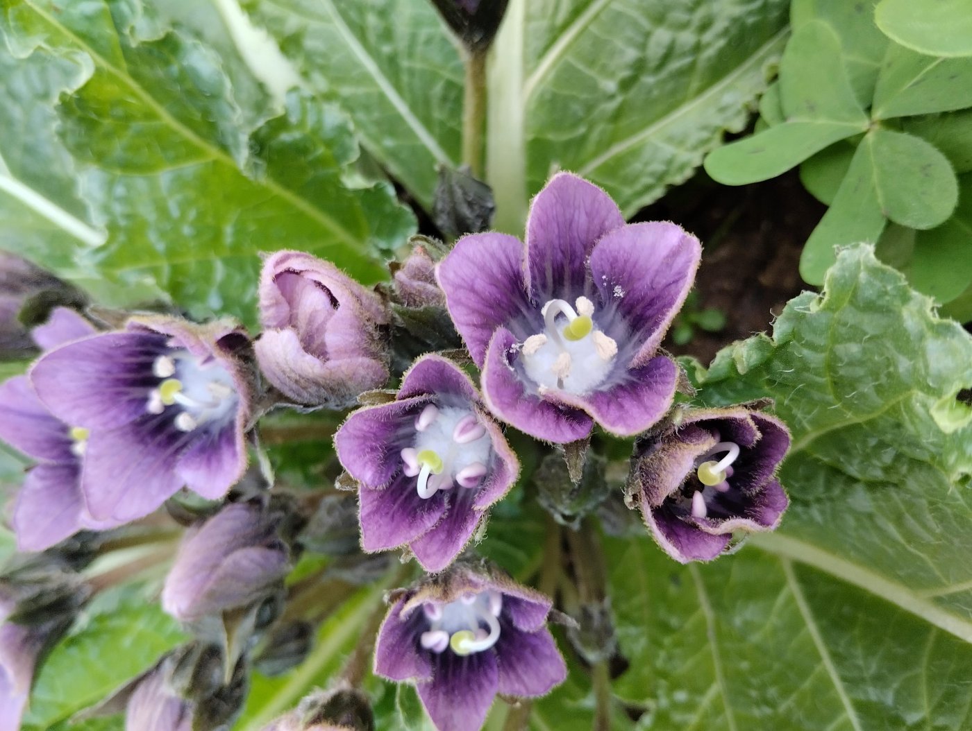 Mandragora autumnalis Bertol.