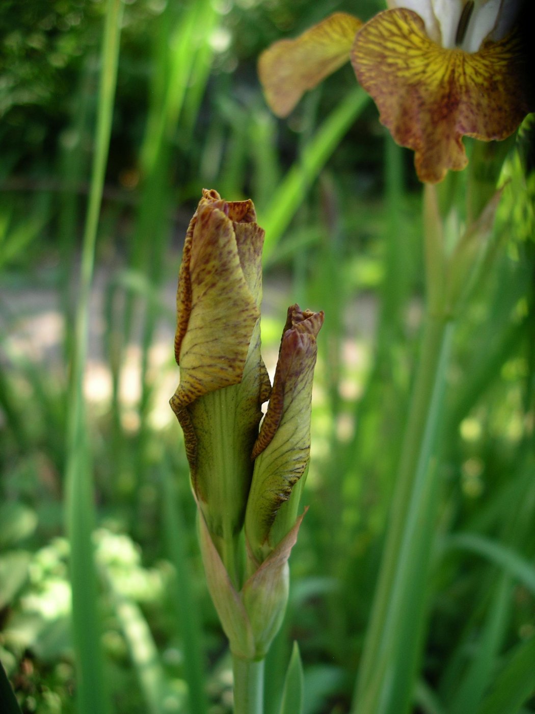 Iris sibirica L. cv. Ginger twist