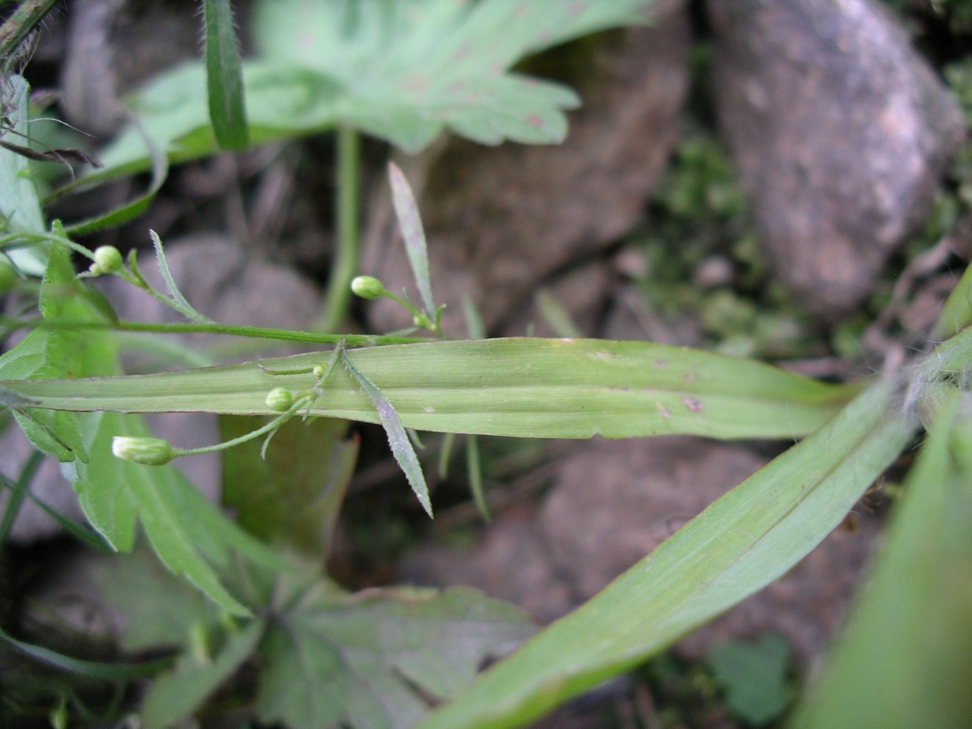 Setaria viridis (L.) Beauv.