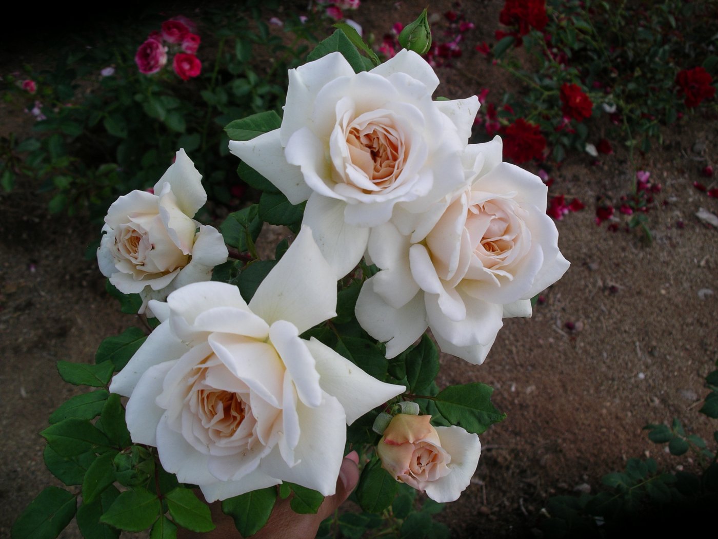 Rosa hybridus  cv. Crocus Rose