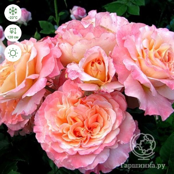 Rosa hybridus  cv. Augusta Luise
