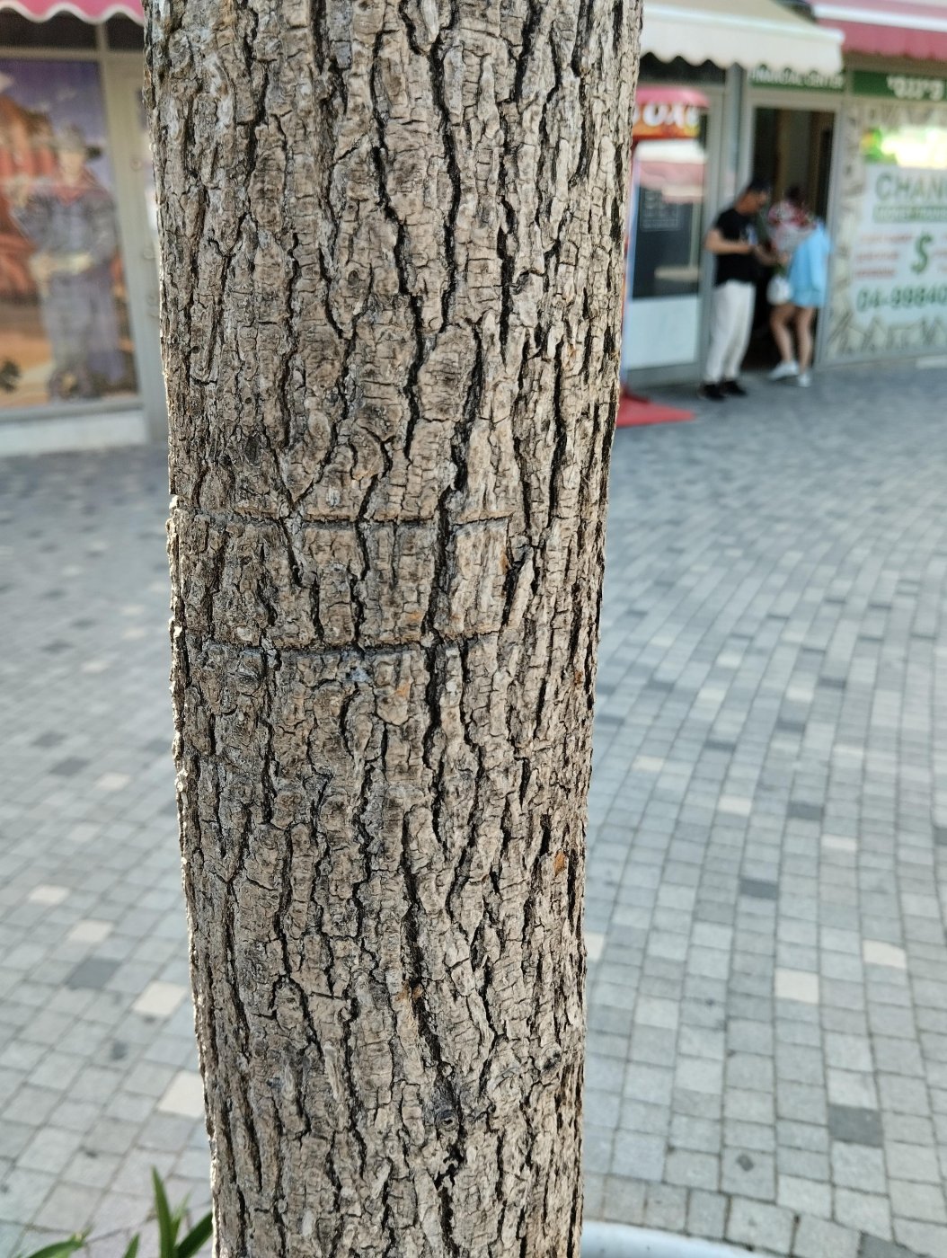 Liquidambar orientalis 