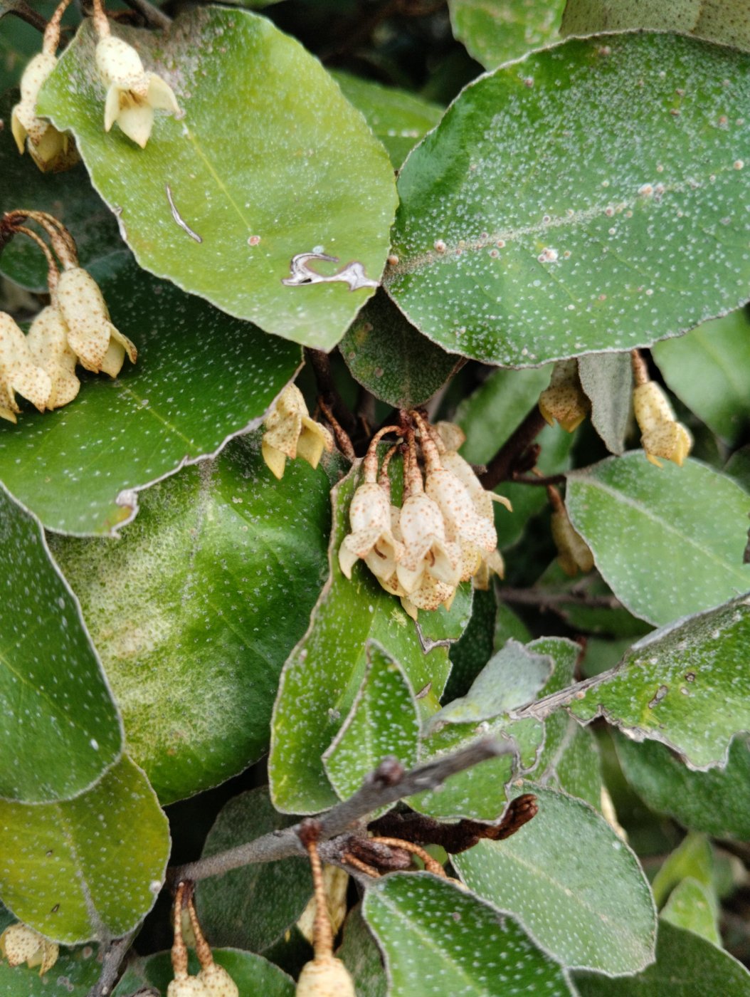 Elaeagnus pungens Thunb.