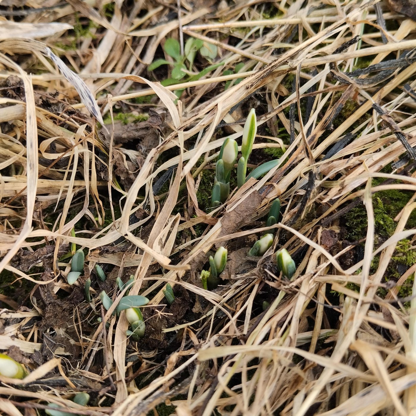 Galanthus elwesii Hook. f.