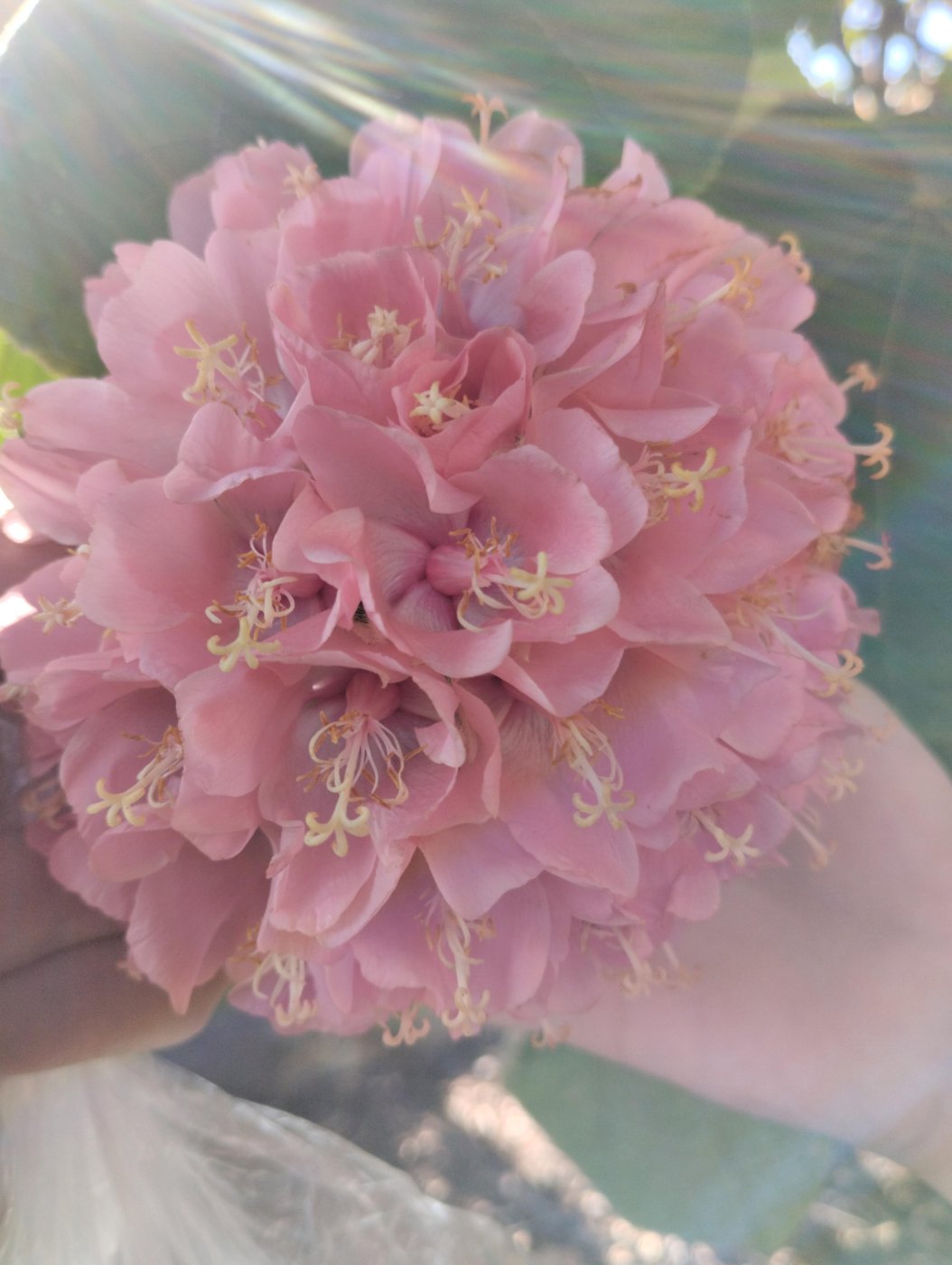 Dombeya wallichii 