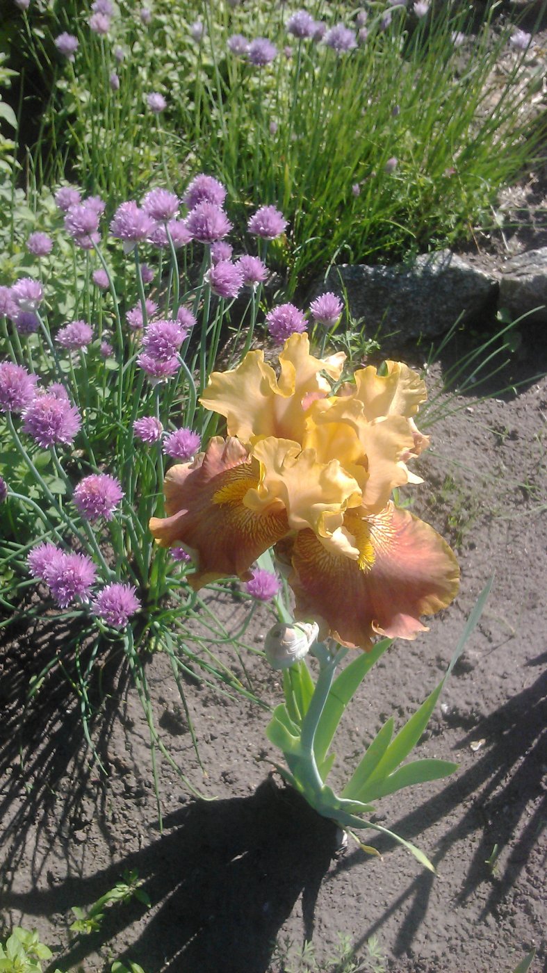 Iris Hybridus  cv. Steppenwolf