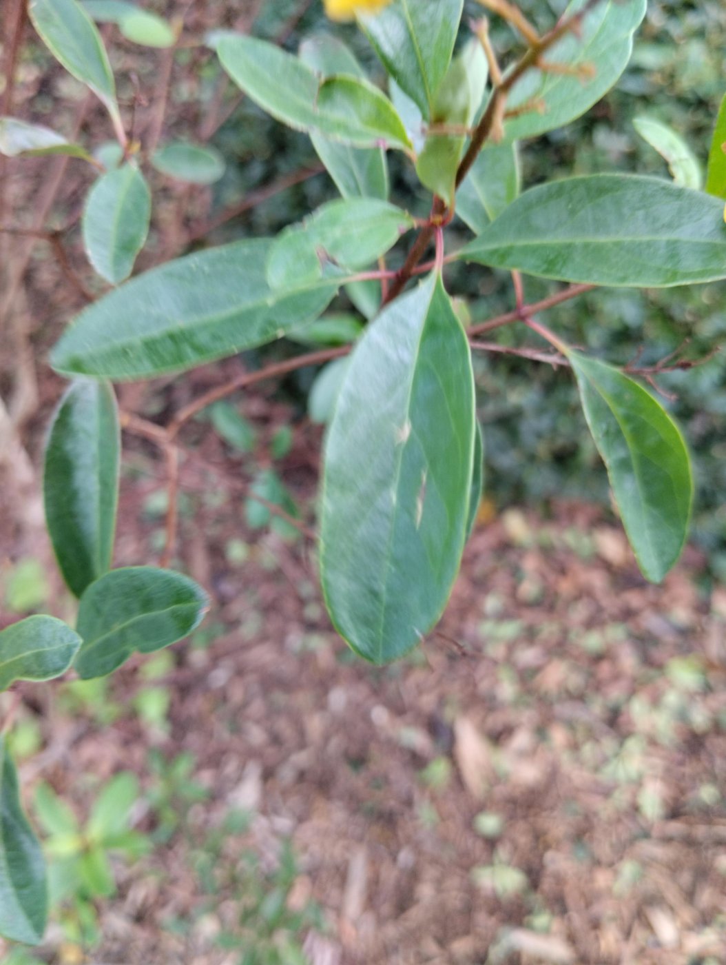 Galphimia gracilis Bartl.