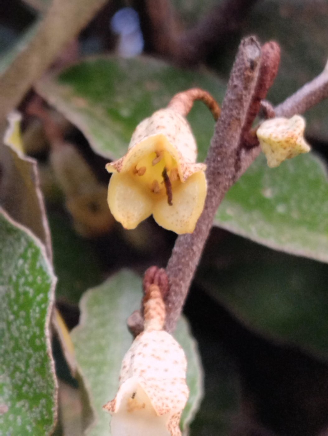 Elaeagnus pungens Thunb.