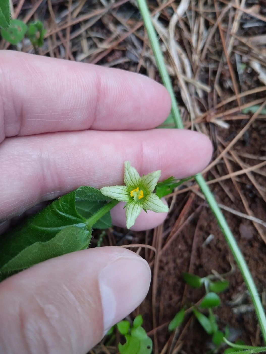 Bryonia syriaca Boiss