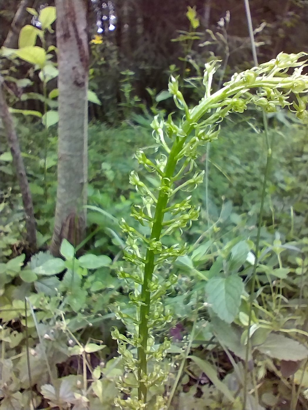 Listera ovata (L.) R. Br.